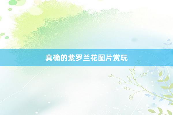 真确的紫罗兰花图片赏玩